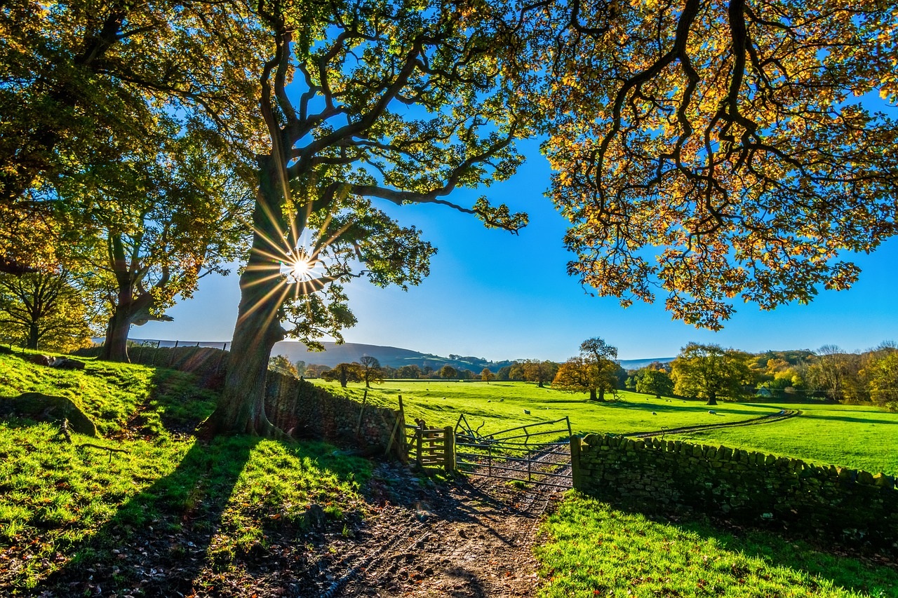 Bäume, durch die die Sonne scheint